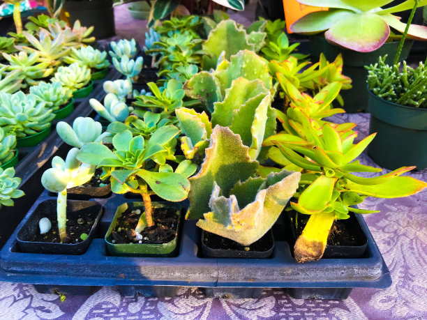 美美的图片下载