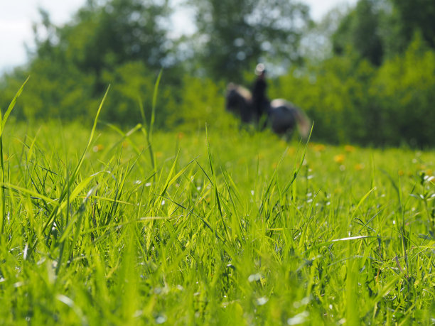 一位骑手骑着一匹灰色的马在春天的草地上骑马。把焦点放在前景的草地上。骑马的背景。春天的草地图片下载