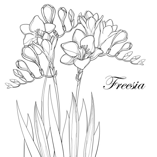 矢量组成与轮廓小苍兰花，芽和华丽的叶在黑色孤立的白色背景。图片下载