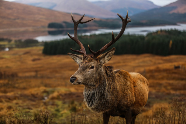 马鹿和场景图片下载