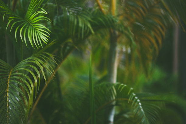 棕榈叶的背景图片下载