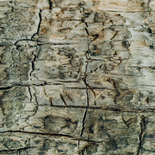 树皮纹理图片下载