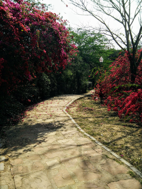 花园走道上的花草图片下载