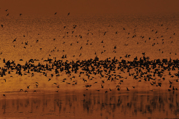 大海鸟素材图片