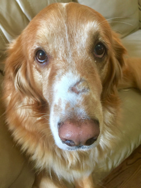 金毛猎犬的正面肖像图片下载