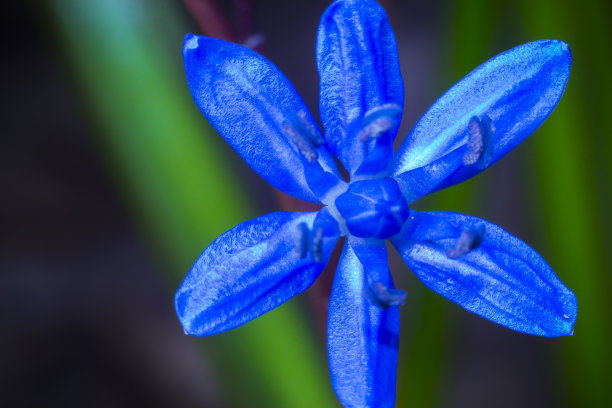 锡拉或锡拉的春天蓝色花朵。森林里的风信子，微距拍摄的散景效果和文字的位置。图片下载