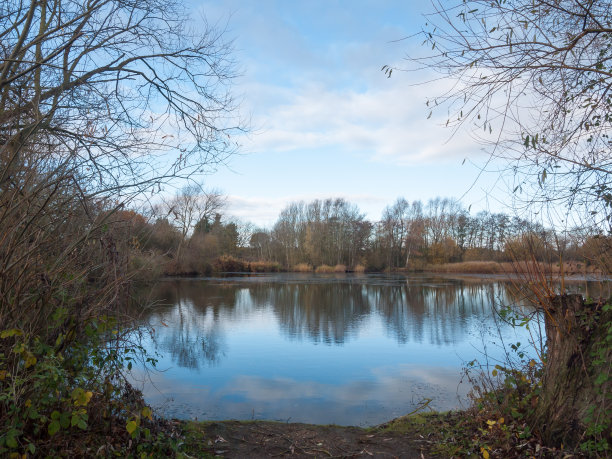 美丽寒冷的湖景，秋天的树枝，水面倒影树木图片下载