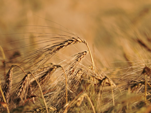 麦田素材图片