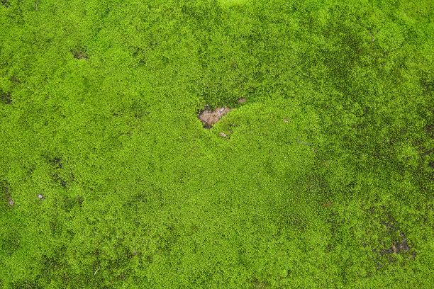 青苔背景纹理自然优美图片下载