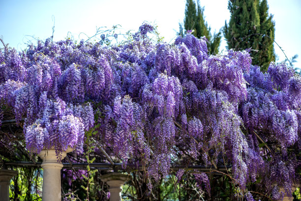 美丽的紫藤花图片下载