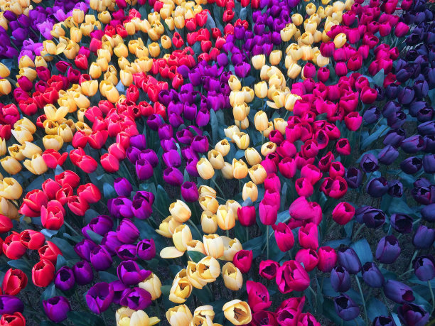 花朵郁金香塑料五颜六色图片下载