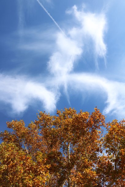 秋天的自然背景是树木和蓝天图片下载
