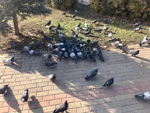 公园里的鸽子图片下载