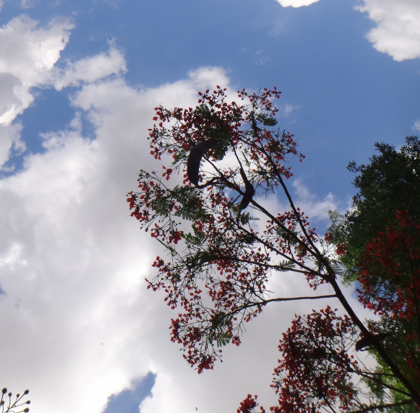 艳丽的花朵与天空和云的背景低角度的观点图片下载