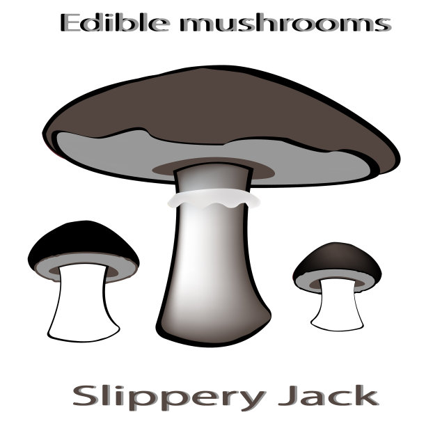 蘑菇。黑色的图标。食用菌。烹饪网站或烹饪书的插图。食谱蘑菇，素食菜单，厨房室内设计。向量。图片下载