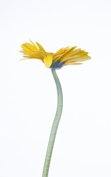 橙色的非洲菊图片下载