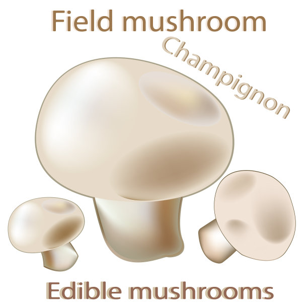 食用香草。可食用的蘑菇。真菌。矢量插图的烹饪网站或烹饪书。这个插图将补充蘑菇食谱，素食菜单，厨房室内设计。图片下载