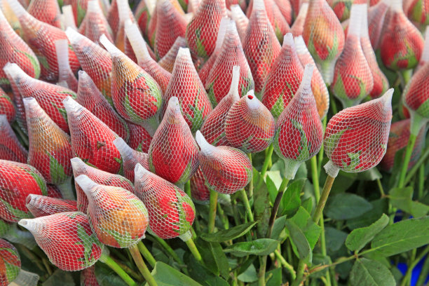 玫瑰插花，特写照片图片下载