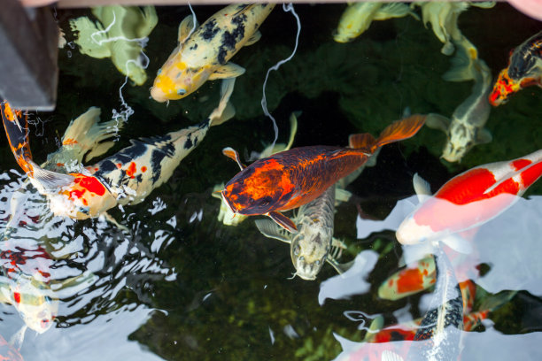 鲤鱼在池中游水。图片下载
