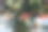鲤鱼在池中游水。图片下载