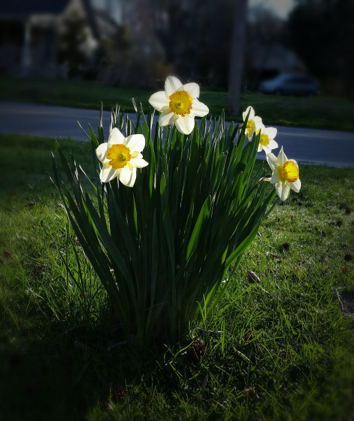 水仙花图片下载