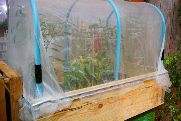 用蚕豆、卷心菜和网罟来分配菜园图片下载