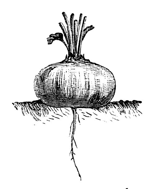 植物学：刻有埃及深红色芜菁根甜菜的古代插画图片下载