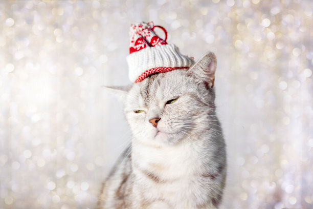 头上戴着有趣的圣诞帽的圣诞猫。图片下载