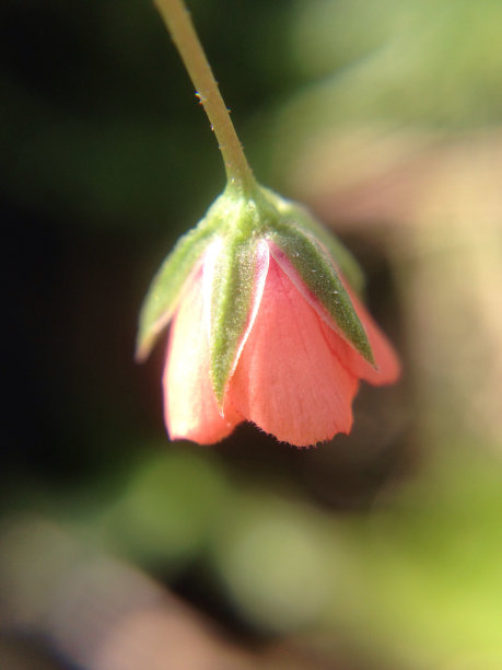 挂着粉色的花图片下载