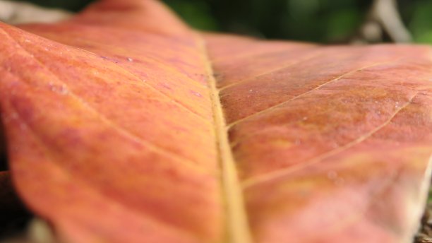 秋叶合拢了图片下载