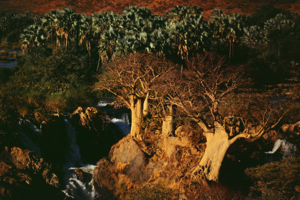 猴面包树图片下载