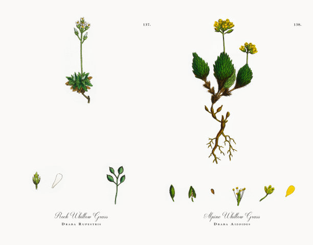 Rock Whitlow Grass, Draba Rupestris，维多利亚植物学插图，1863年图片下载