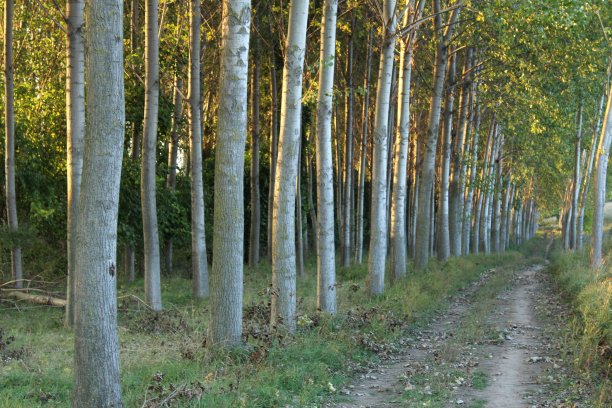 在森林里。图片下载