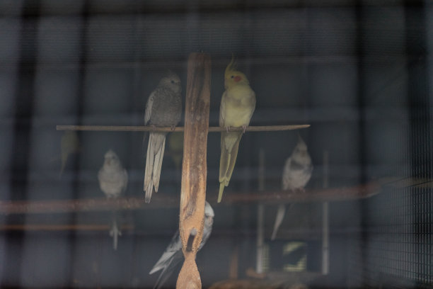 金丝雀在笼子里通过栅栏近距离观察图片下载