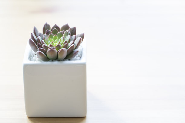 肉质植物素材图片