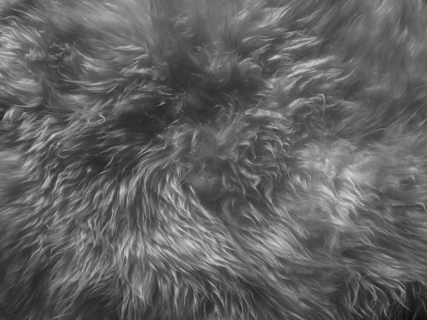 人工羊皮毛图片下载