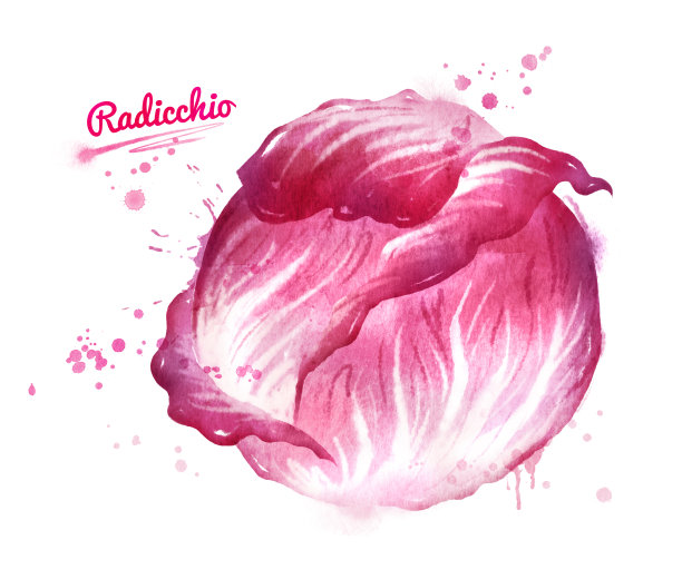 菊苣沙拉的水彩插图图片下载