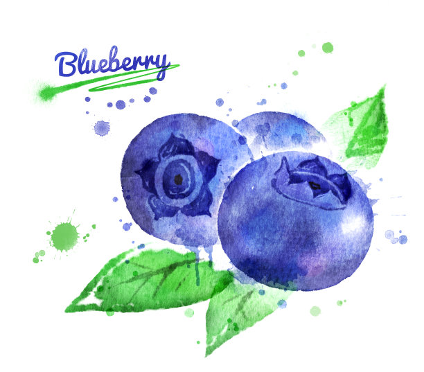 蓝莓水彩画素材图片