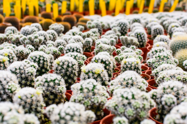 仙人掌树店带育种房待售图片下载