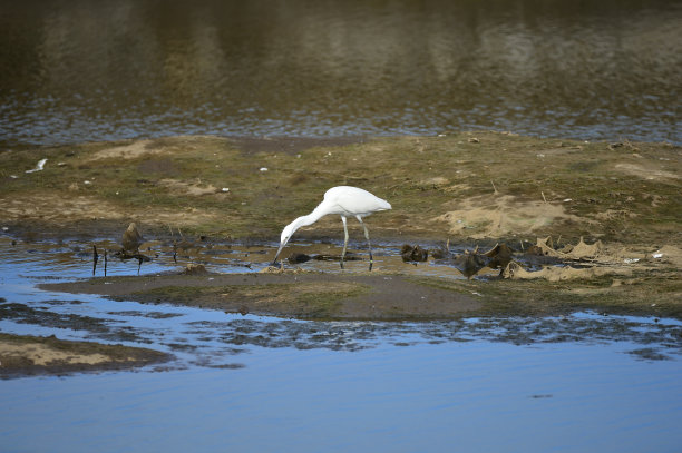 大海鸟素材图片