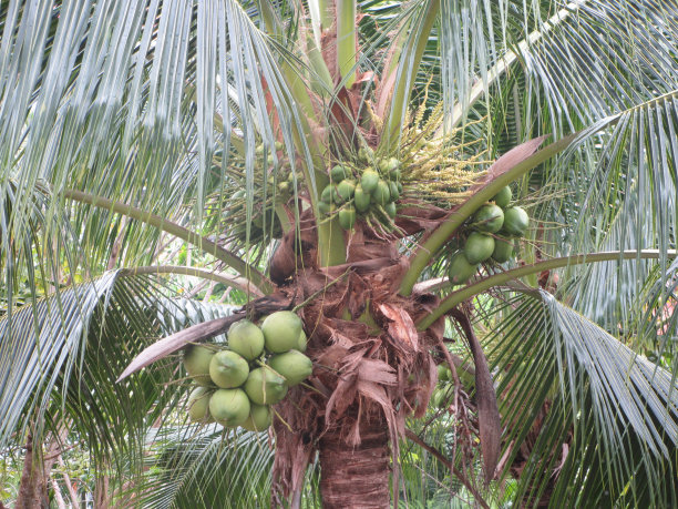 泰国花园里棕榈树上的小椰子图片下载