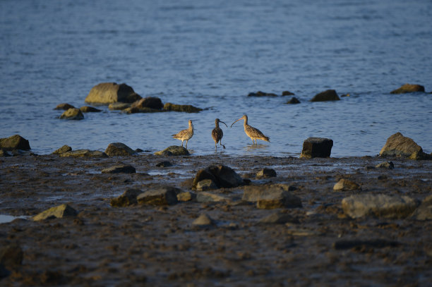 大海鸟素材图片