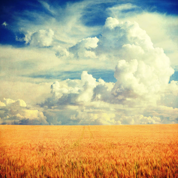 麦田蓝天云景背景图片下载