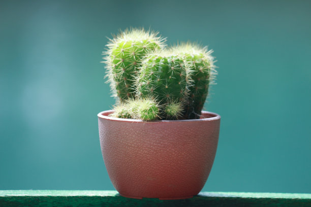 花盆里的仙人掌图片下载