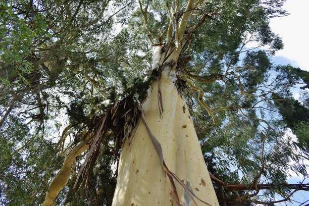 从高大强壮的桉树上，皮质脱落了，桶被剥光了。图片下载
