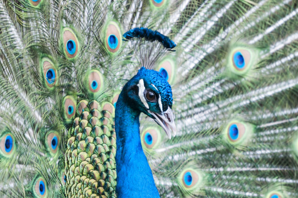 蓝色孔雀和它五颜六色的羽毛图片下载