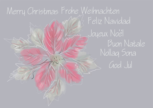 冬天的花图片下载