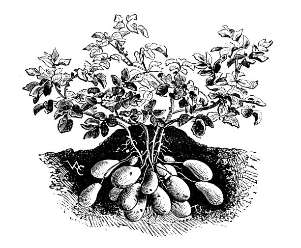 罗亚尔土豆古版画植物插画素材图片