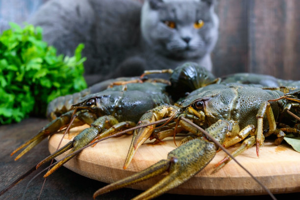 前景是活的小龙虾放在一个木托盘上。一只灰色的猫正在看一只新鲜的猎物。有选择性的重点。图片下载