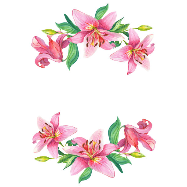 粉色的百合。花卉水彩花圈图片下载